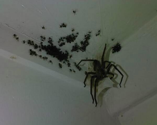 15. Kentucky'de bir evin odasını istila etmiş örümcekler