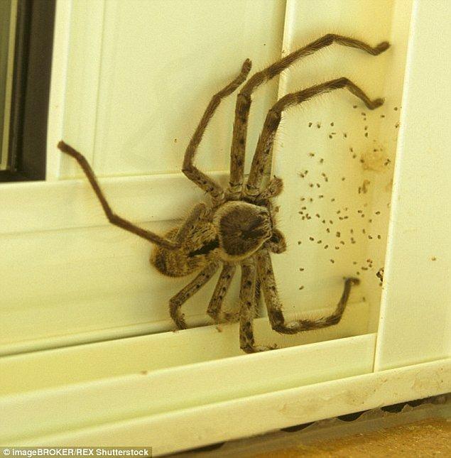 15. O meşhur korkunç Avustralya örümcekleriyse bu süreçte tek bir kişinin bile ölümüne neden olmadı.