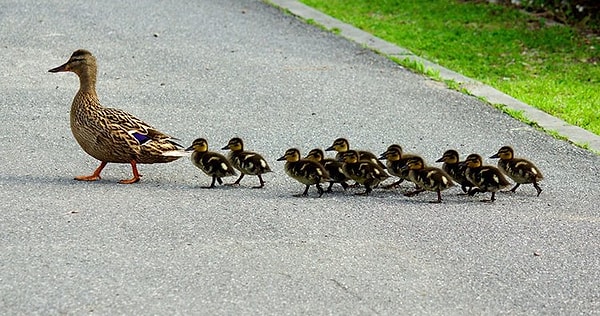 4. Некоторые новорожденные утки думают, что первое, что они видят - их мать.