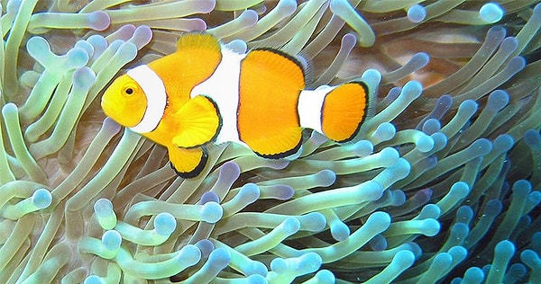5. Рыбы-клоуны - это последовательные гермафродиты.