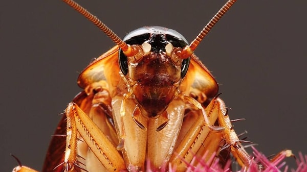 3. Самки тараканов могут размножаться самостоятельно, без помощи самца.