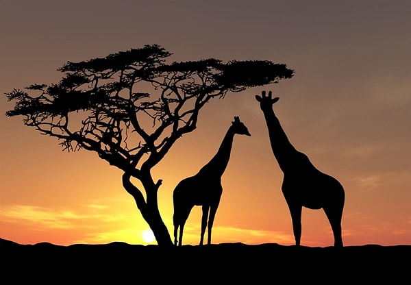 2. Самой большой страной в Африке является?