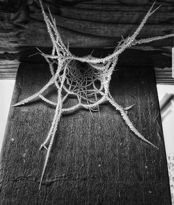 7. Evinizin bir bölümünü aylar boyunca kontrol etmediniz, sonuç bu örümcek ağı. Ne yapardınız?