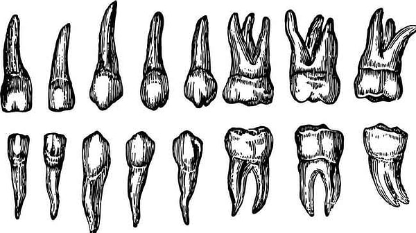 3. Шатающиеся зубы означают нестабильность
