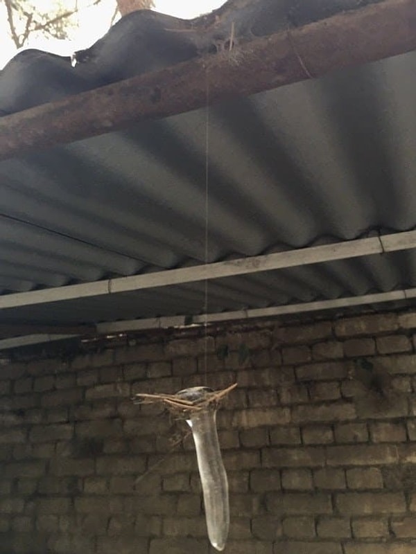 5. Паутина бывает достаточно прочной. Еще одна монетка в копилку арахнофобии