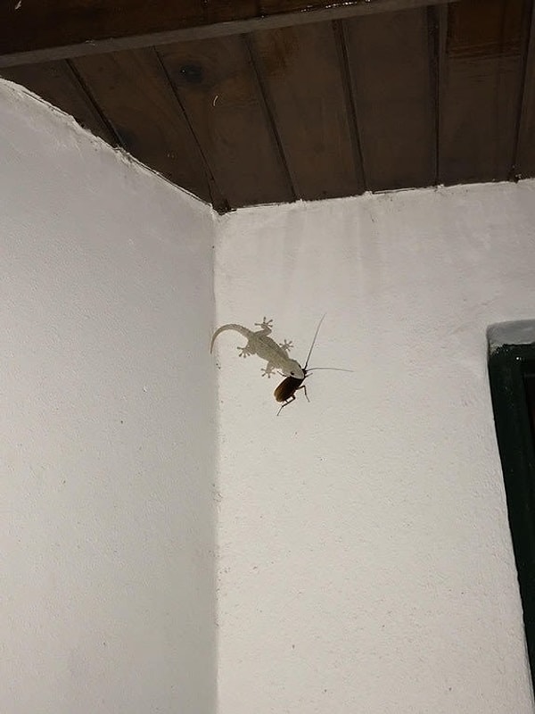 12. Но не беспокойтесь, эта ящерица отомстила миру насекомых!