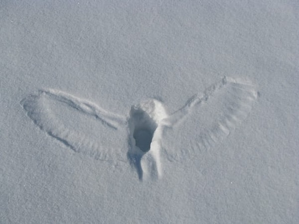 19. Кого бы ни схватила сова, оно ее не видело