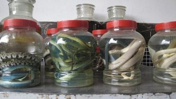 Alternatif Çin tıbbına göre yılanların faydası saymakla bitmiyordu.
