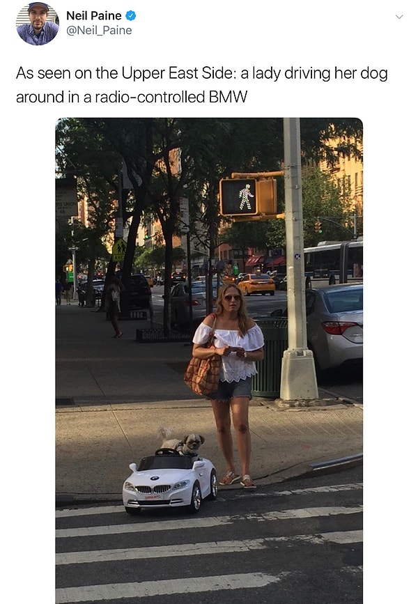 5. Эта девушка предоставила своей собаке возможность передвигаться по мегаполису с шиком 🕶