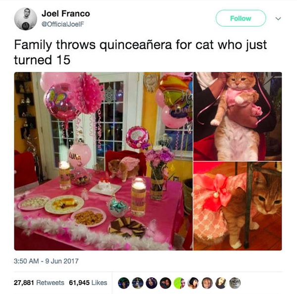 10. Семья отмечает 15-й день рождения своей кошки по всем правилам! 🎂