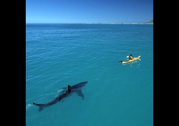 В реальности же акулу прифотошопили с этой фотографии National Geographic, где она преследует человека, плывущего на каяке: