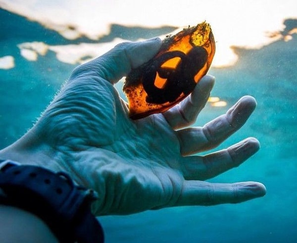 1. Так выглядит яйцо акулы