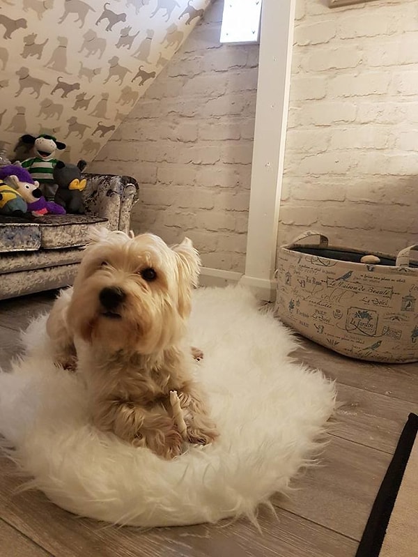 Познакомьтесь с собачкой Молли! Она очень и очень испорченный песик 😍