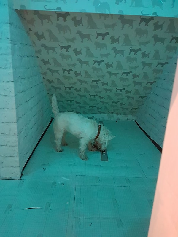 Хозяева даже установили систему освещения, меняющую цвет!