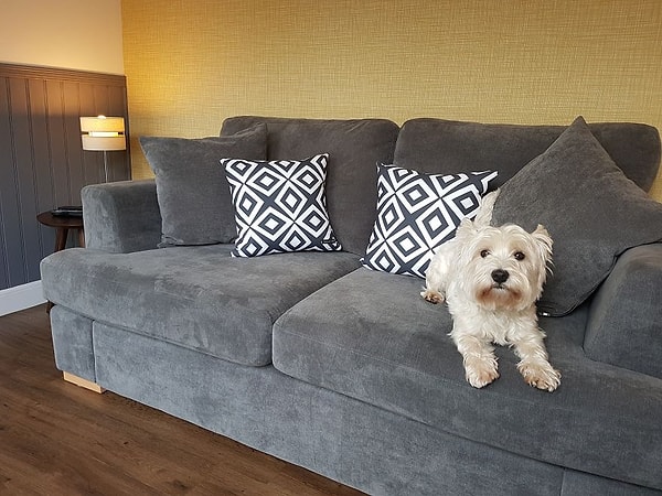 Все еще терпеливо ожидающая своего часа Молли оккупировала новый диван 😂