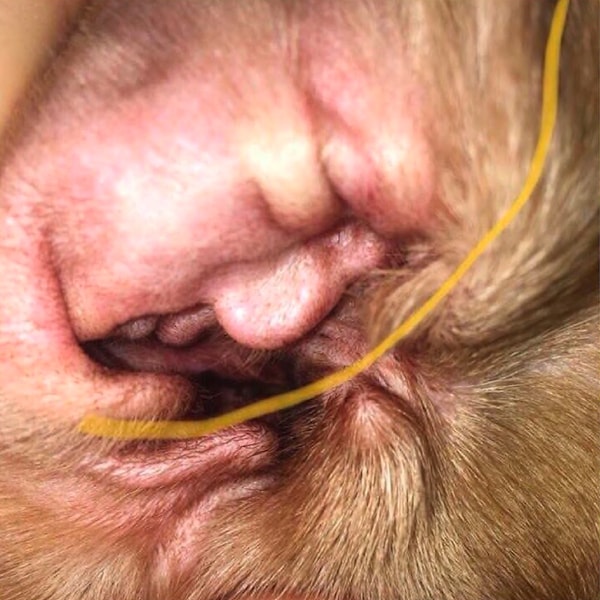 1. "Почему ухо моей собаки внутри выглядит как лицо Трампа?"