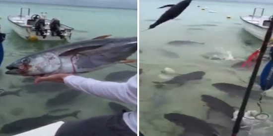 Yem Olarak Verilen Koca Balığı Saniyeler İçerisinde Yok Eden Kral Balığı Sürüsü