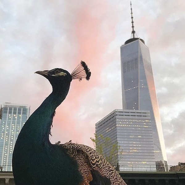 11. И с тех самых пор Декстер и Вентико неразлучны. Павлин продолжает учавствовать в различных арт-проектах своей хозяйки 👍