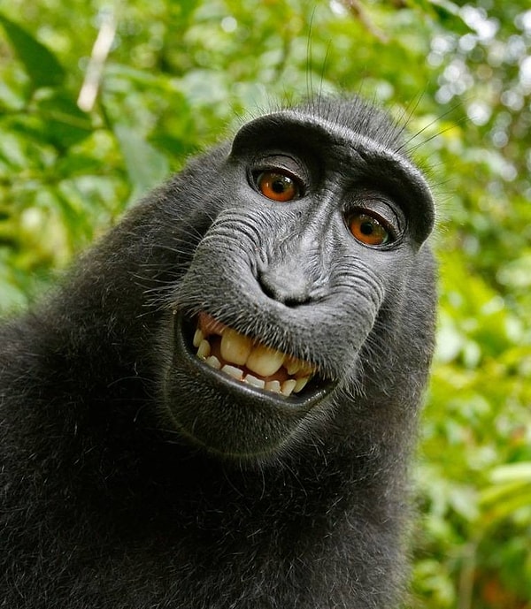 14. "Навозные обезьяны"