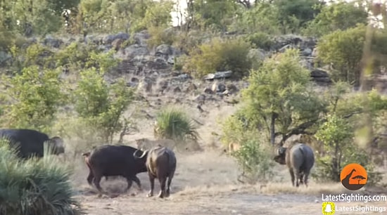 Yavru Fili Aslanlardan Kurtaran Bufalo Sürüsü