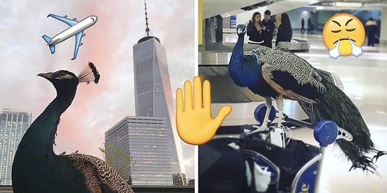Жизнь полна несправедливостей: душераздирающая история о том, как гигантского павлина не посадили на самолет