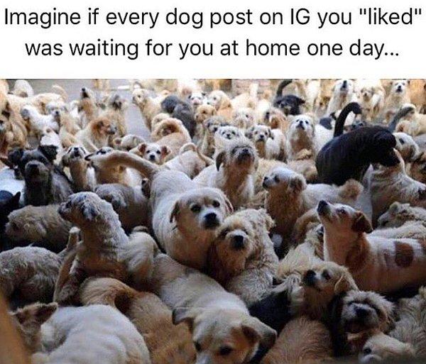 2. Instagram'da yaklaşık 400 tane köpekli hesap takip ediyorsunuz.
