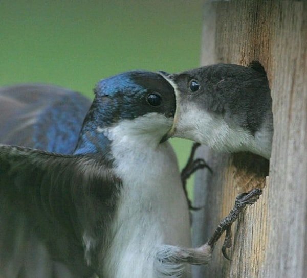 28. Так вот как птицы целуются?