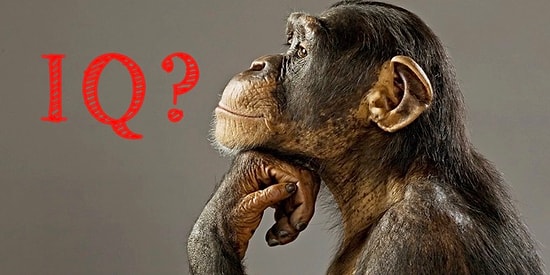 Этот суровый тест на знание мира животных покажет, выше ли ваш IQ, чем у шимпанзе