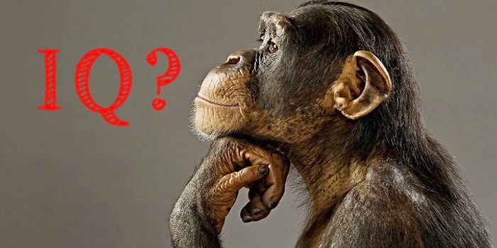 Этот суровый тест на знание мира животных покажет, выше ли ваш IQ, чем у шимпанзе