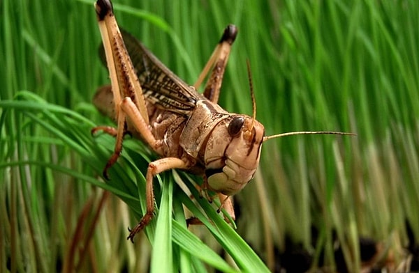 9. Какого максимального размера может достигать взрослая особь саранчи?