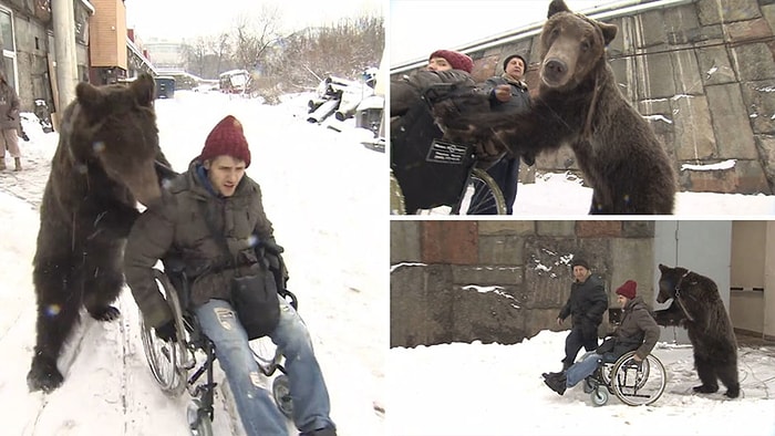 Tekerlekli Sandalyedeki Adam ile Ayının Muhteşem Dostluğu