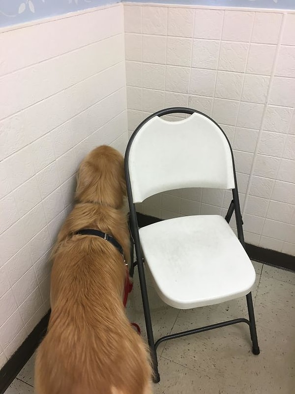 18. "Идеальное место, чтобы спрятаться от врача. Он никогда меня не найдет!"