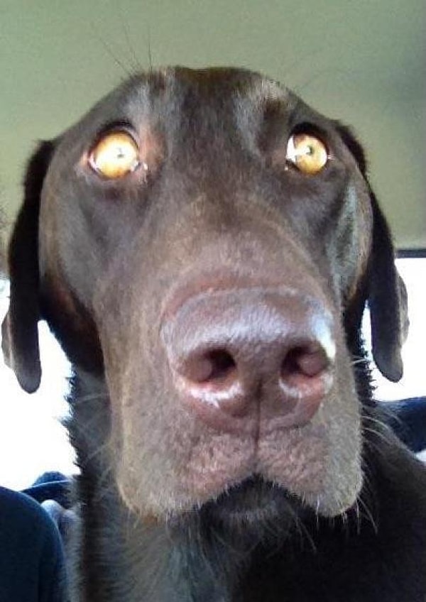 21. "Выражение морды моей собаки, когда она поняла, что мы едем на прием"