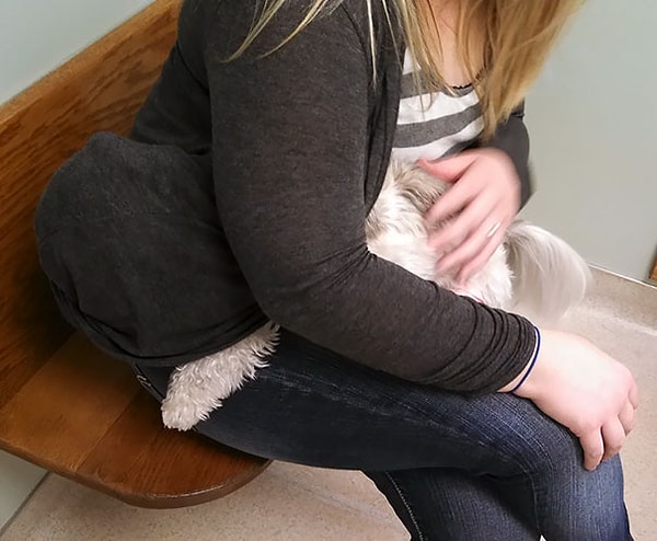 22. "Моя собака прячется от ветеринара"