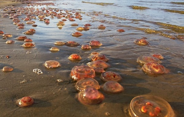 6. Медузы могут испаряться