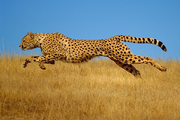 13. Какое животное привлекает вас больше всего?