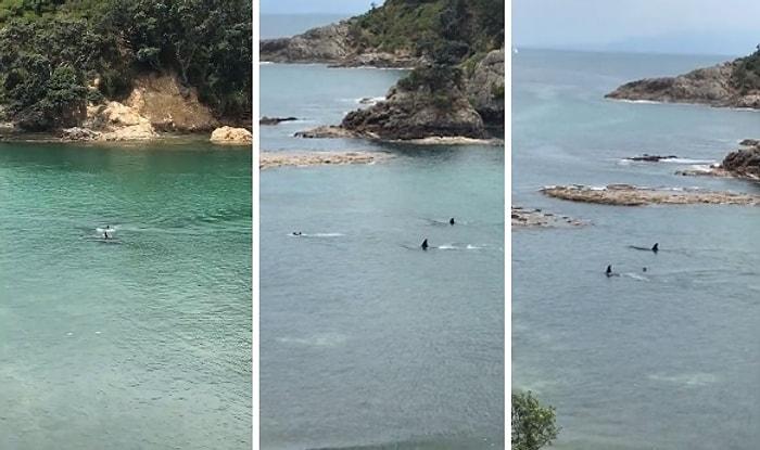 Yüzerken Yanı Başlarından Katil Balinalar Geçen Çocukların Korku Dolu Anları