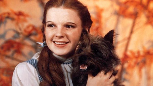 12. Oz Büyücüsü filmindeki köpek, filmdeki pek çok oyuncudan daha yüksek bir ücret karşılığında filmde yer almış. (125 dolar)