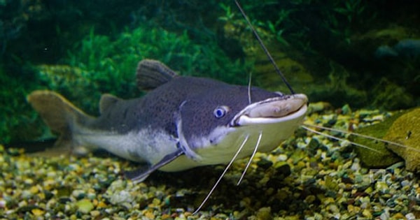 Неверный ответ