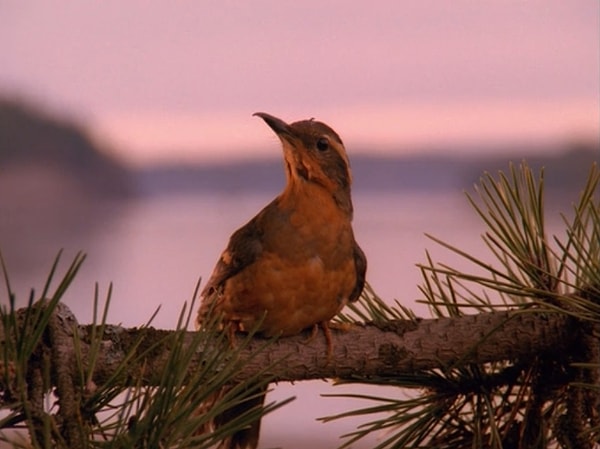 8. В заставке какого сериала мелькает эта птичка?