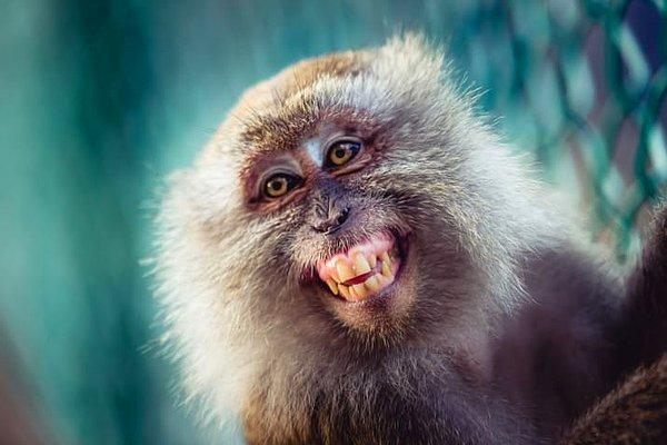 9. Maymunlar bazen diş aralarını iple temizlerler.