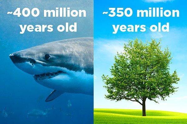16. Köpek balıkları, ağaçlardan daha uzun süredir dünya üzerinde varlar.