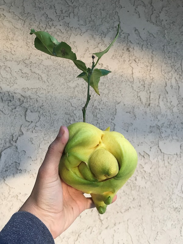 1. Сразу скажем, что это такое: лимонное недоразумение!