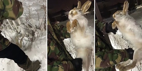 -56 Derece Soğukluğa Dayanamayıp Taş Kesilen Tavşan