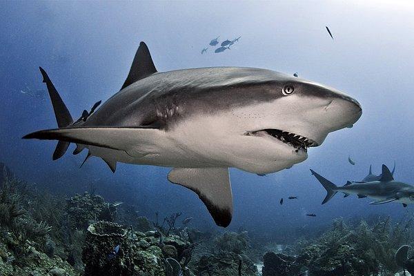 2. Köpekbalıkları da solungaçlarından oksijen geçmesi için uyurken yüzmeye devam ederler.