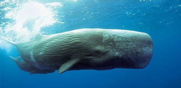 8. İspermeçet balinaları suyun içinde dikey şekilde durur ve öyle uyurlar. Uyurken çok nadiren yüzeye çıkıp nefes alırlar.