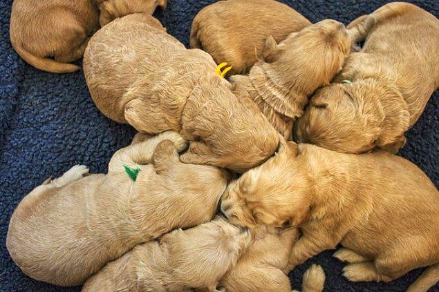 9. Yavru köpeklerin birlikte uyumaları vücut sıcaklığı için çok önemlidir.