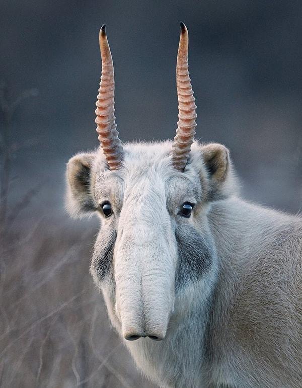 1. Orta Asya'da görülen ve antiloplar arasında garip görünüşlü burnuyla dikkat çeken bir "sayga".