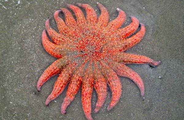 5. Uzunluğu 1 metreyi bulan, bilinen en büyük deniz yıldızı türü: Ayçiçeği denizyıldızı