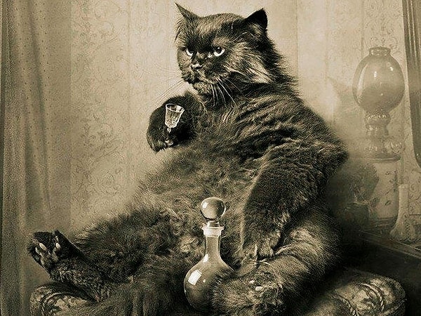 Вы кот Бегемот